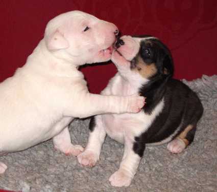 amour de chien